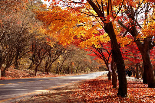 Cung đường mùa thu ở Đài Loan khi lá phong thay màu